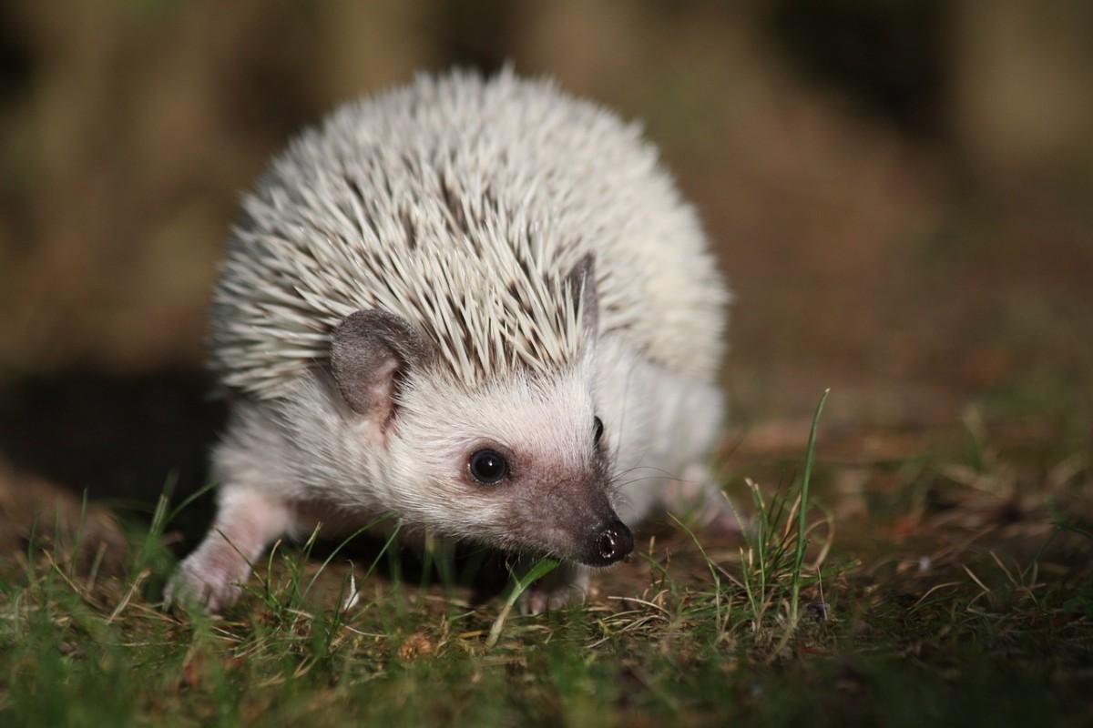 north african hedgehog