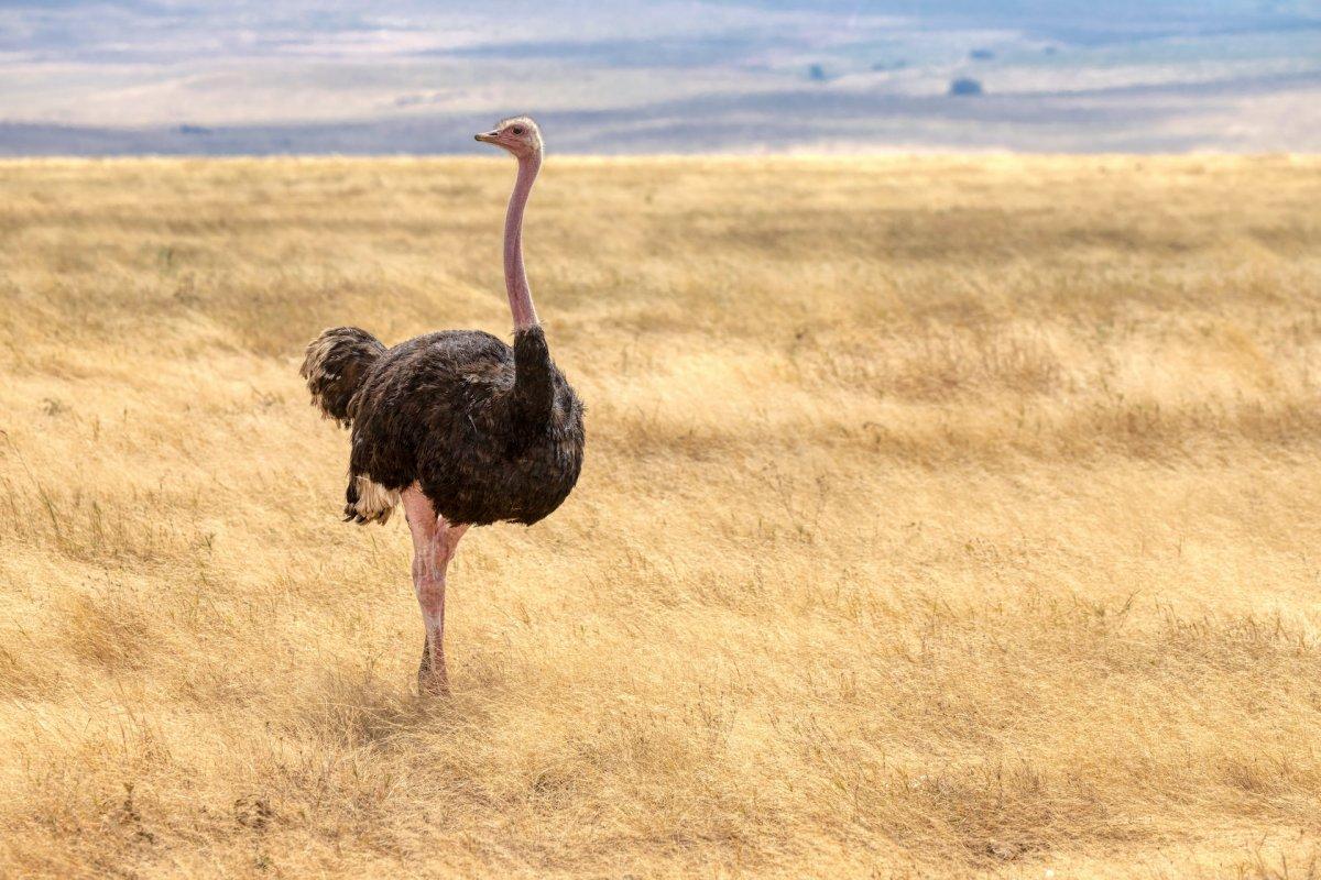 north african ostrich