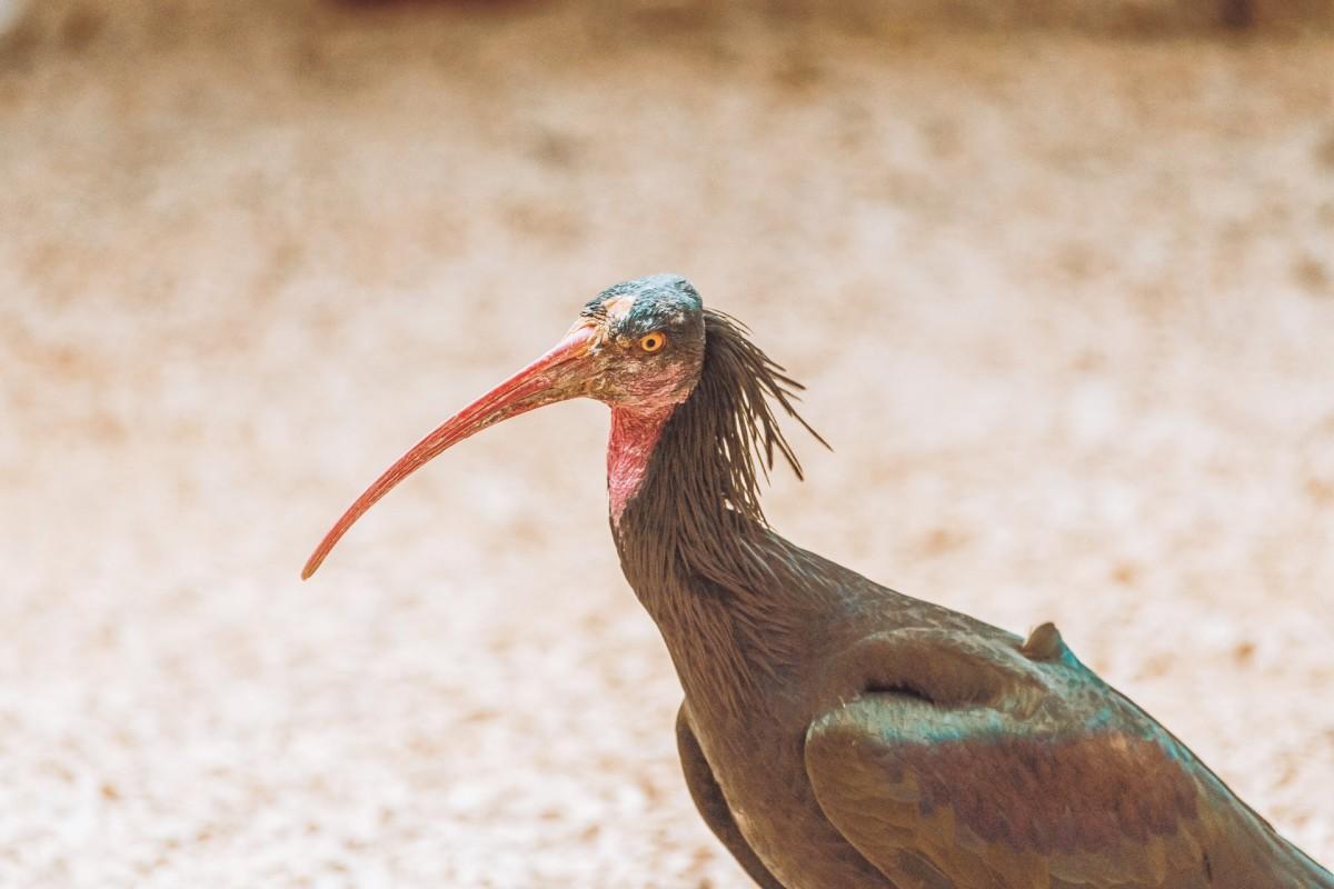 northern bald ibis is part of the morocco wildlife
