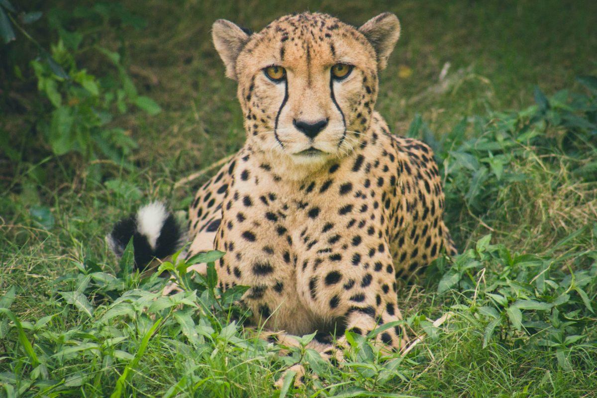 northwest african cheetah is part of the niger animals list