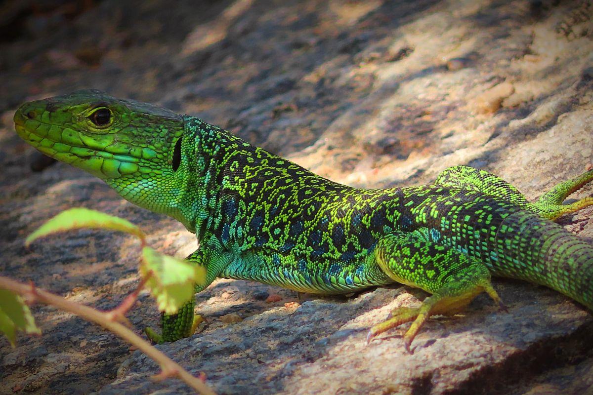 ocellated lizard is part of the wildlife in spain