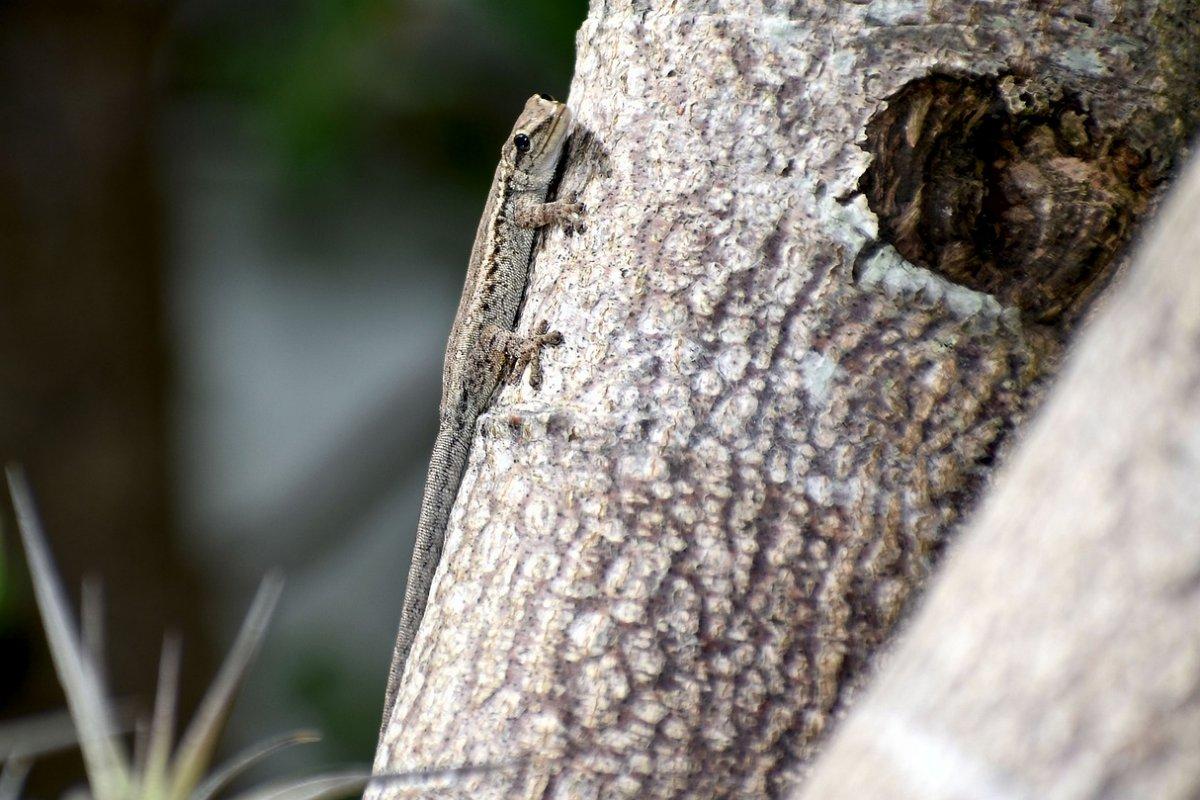 okavango dwarf gecko is in the angola animals list