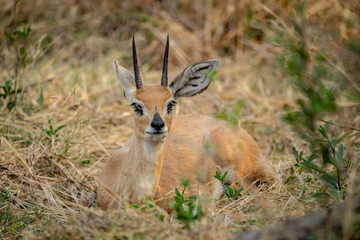 oribi