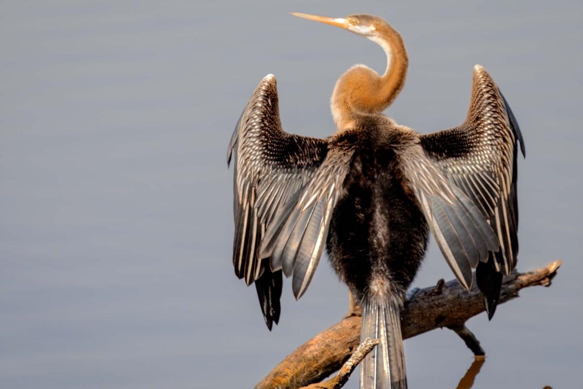 oriental darter is an animal zimbabwe has on its land