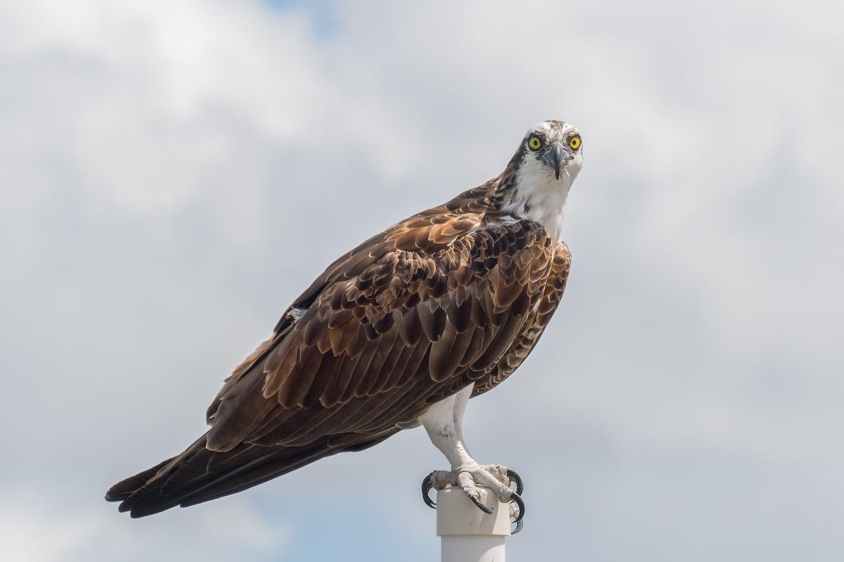 osprey is one of the animals native to spain