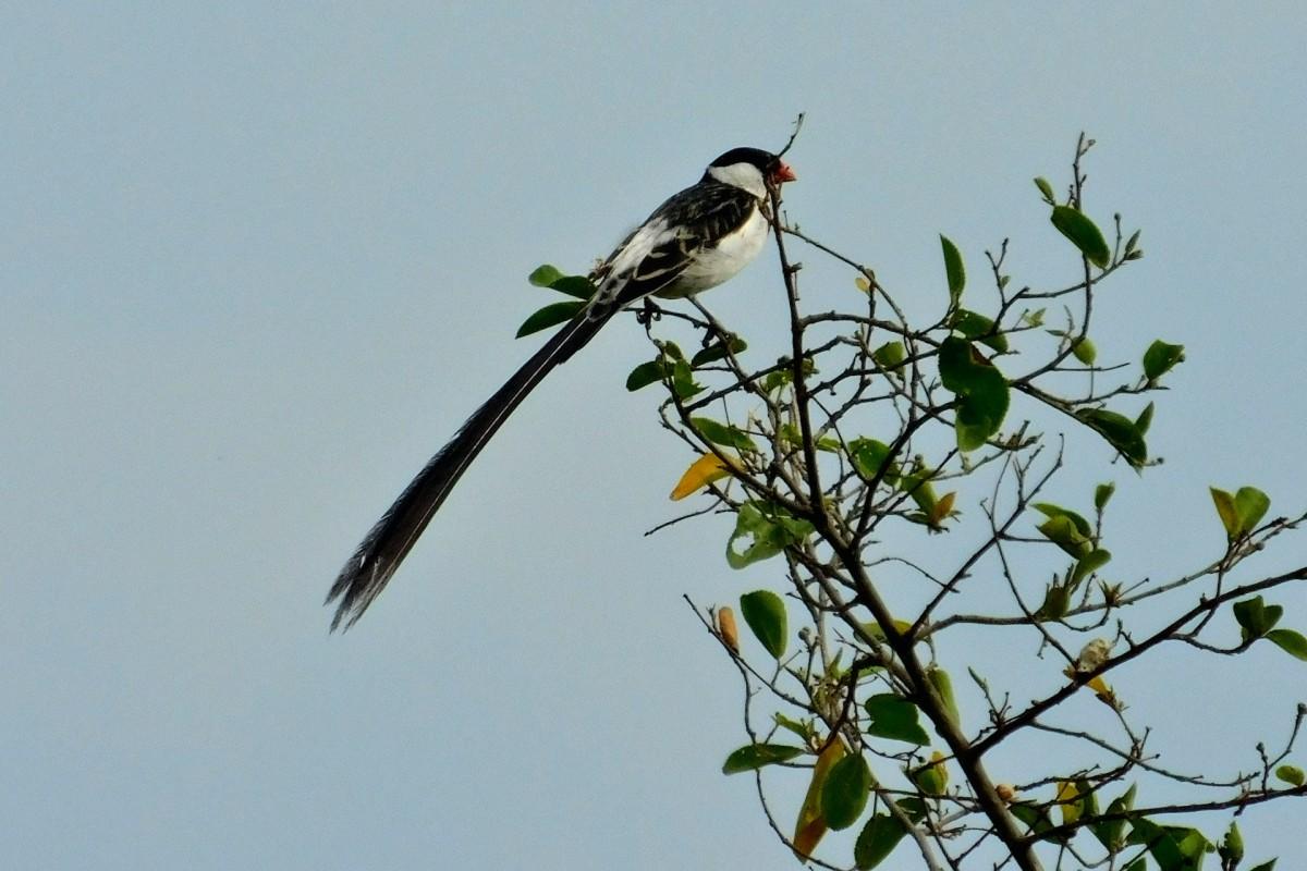 pin-tailed whydah is among the animals of portugal