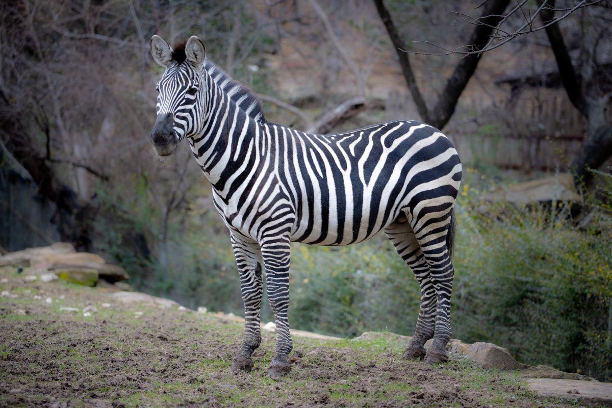 plains zebra