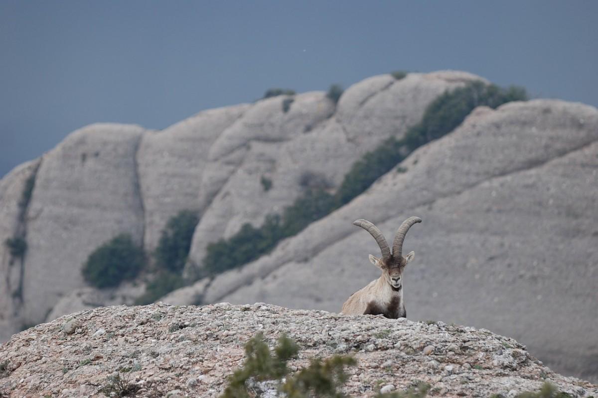 portuguese ibex is part of the portugal wildlife