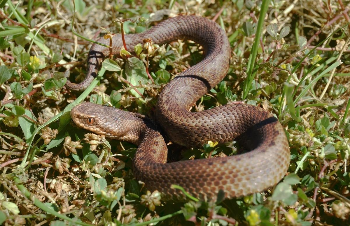 portuguese viper is one of the portugal animals