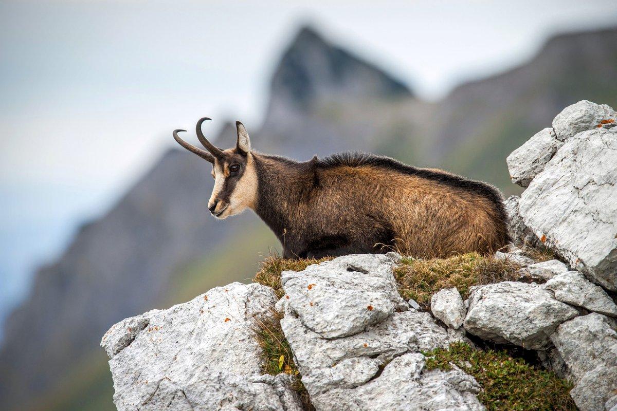 pyrenean chamois