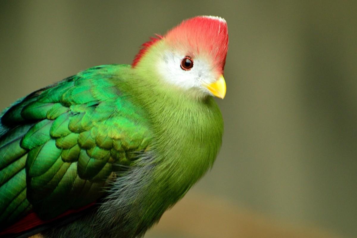 red-crested turaco is the angola national animal