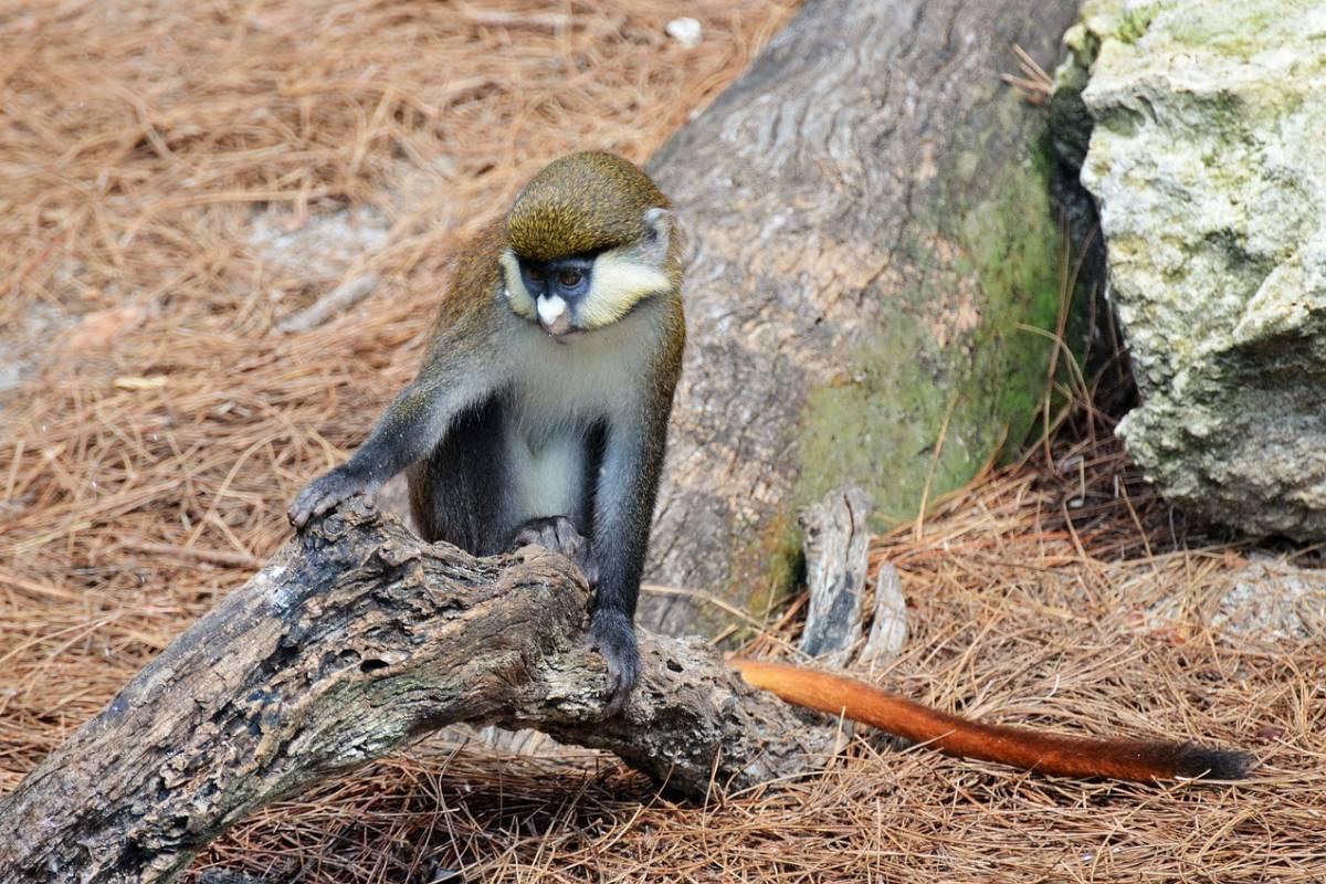 red-tailed monkey