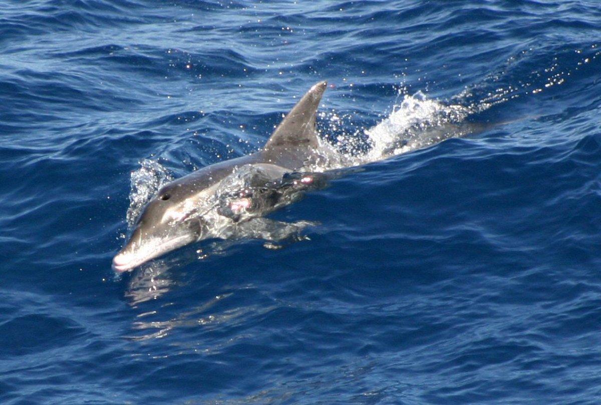 rough-toothed dolphin is part of the portuguese wildlife