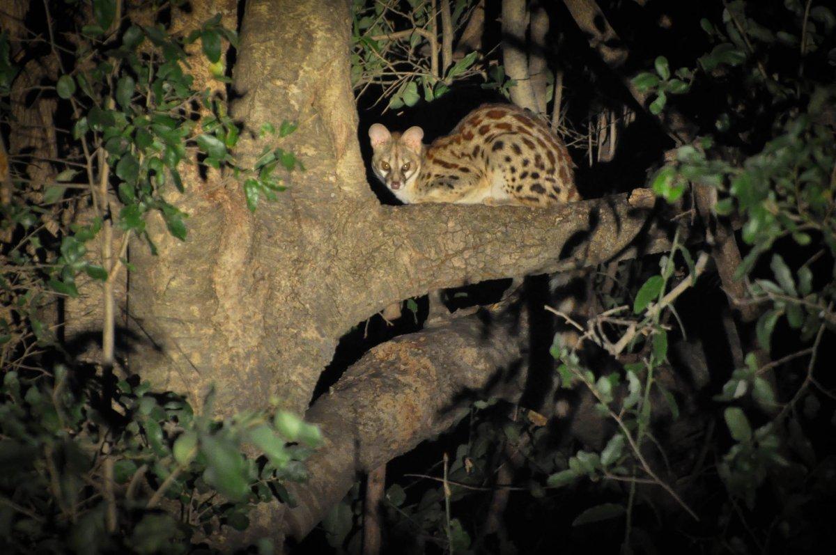 rusty-spotted genet