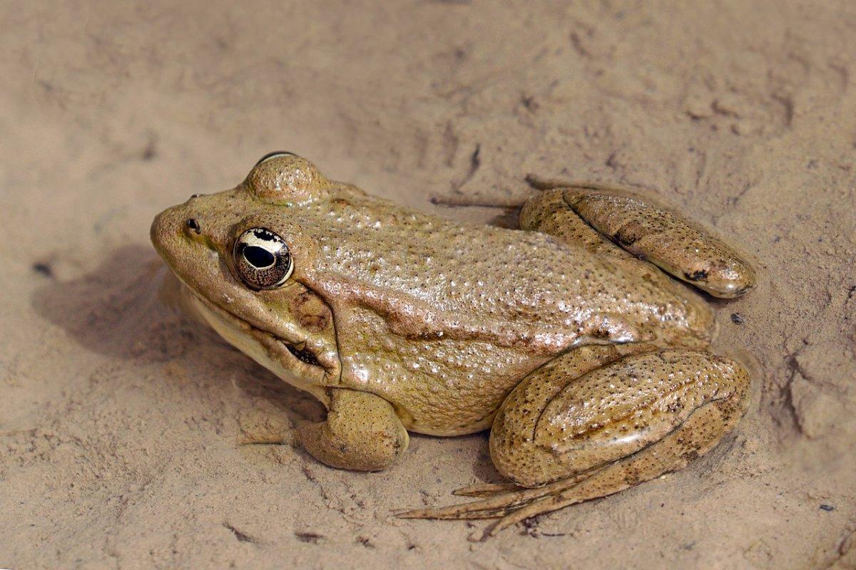 sahara frog is part of the algeria wildlife