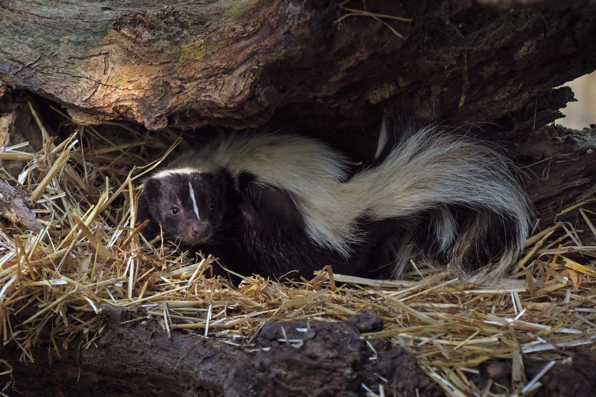 saharan stripped polecat is among the animals that live in morocco