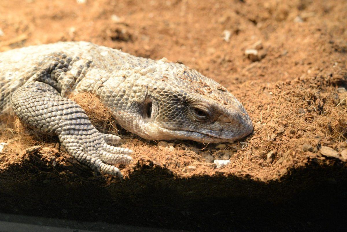 savannah monitor