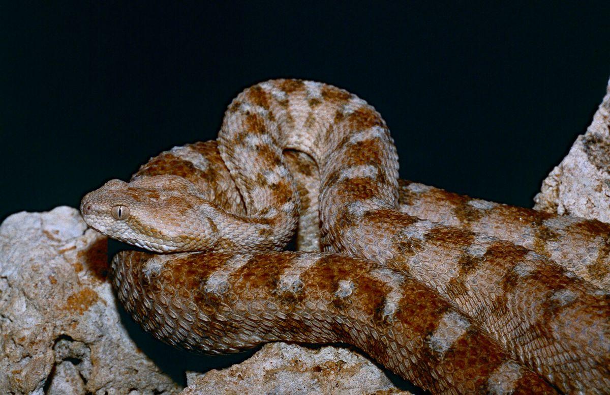 saw scaled viper