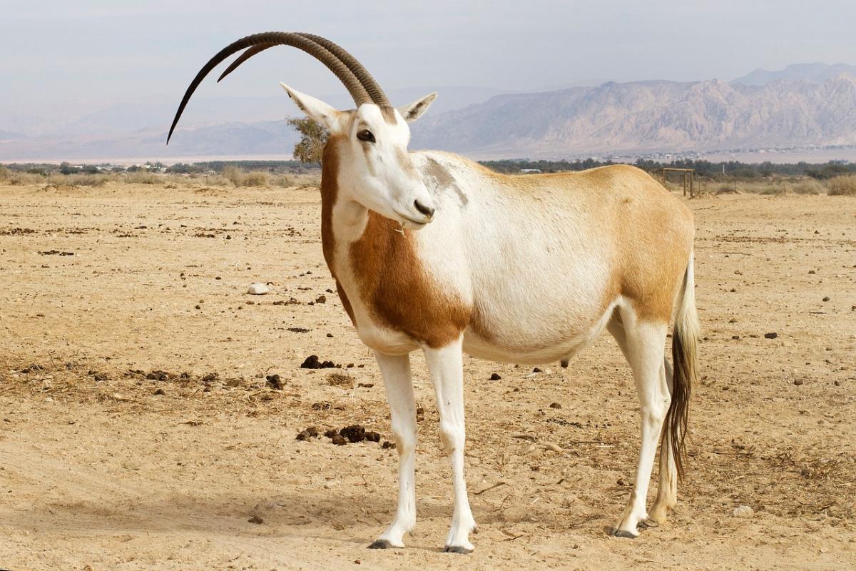 scimitar oryx is part of chad wildlife