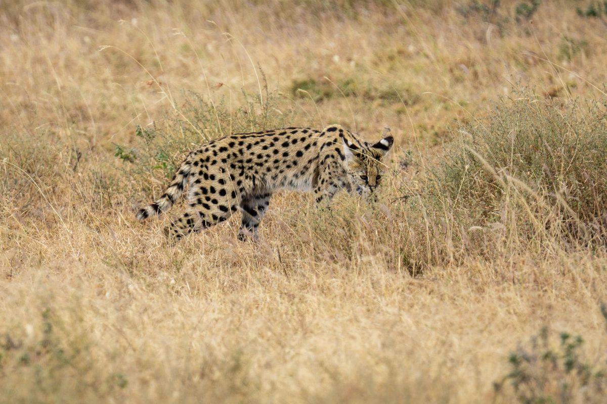 serval is one of the dangerous animals in tunisia