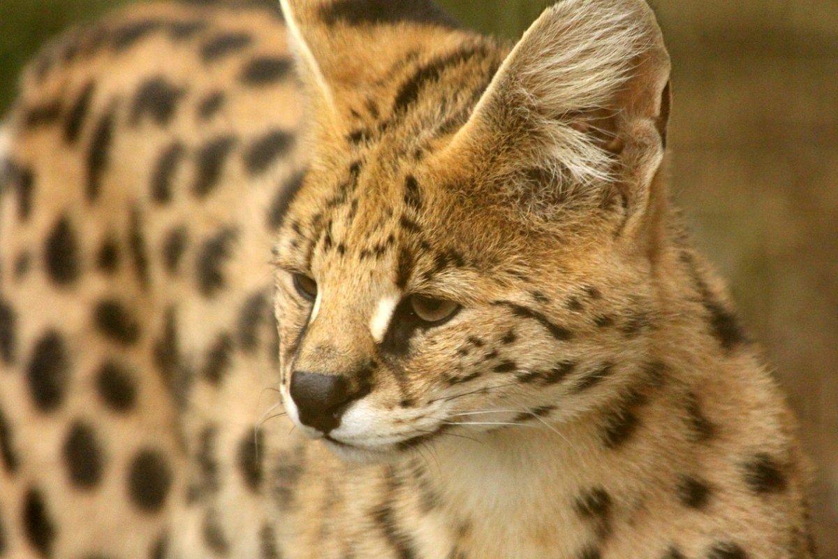 serval is one of the animals in tanzania africa