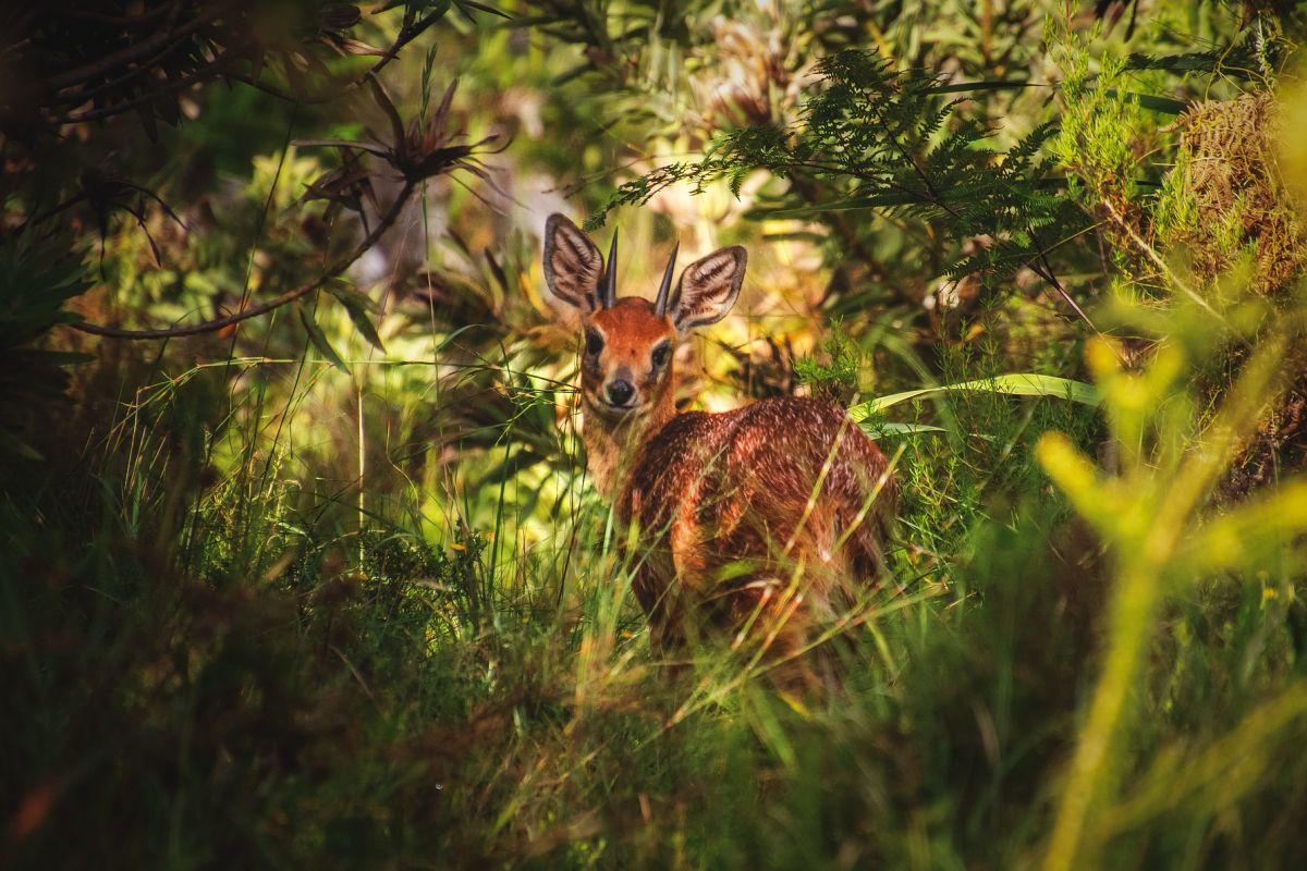 sharpe's grysbok is in the native animals of zimbabwe