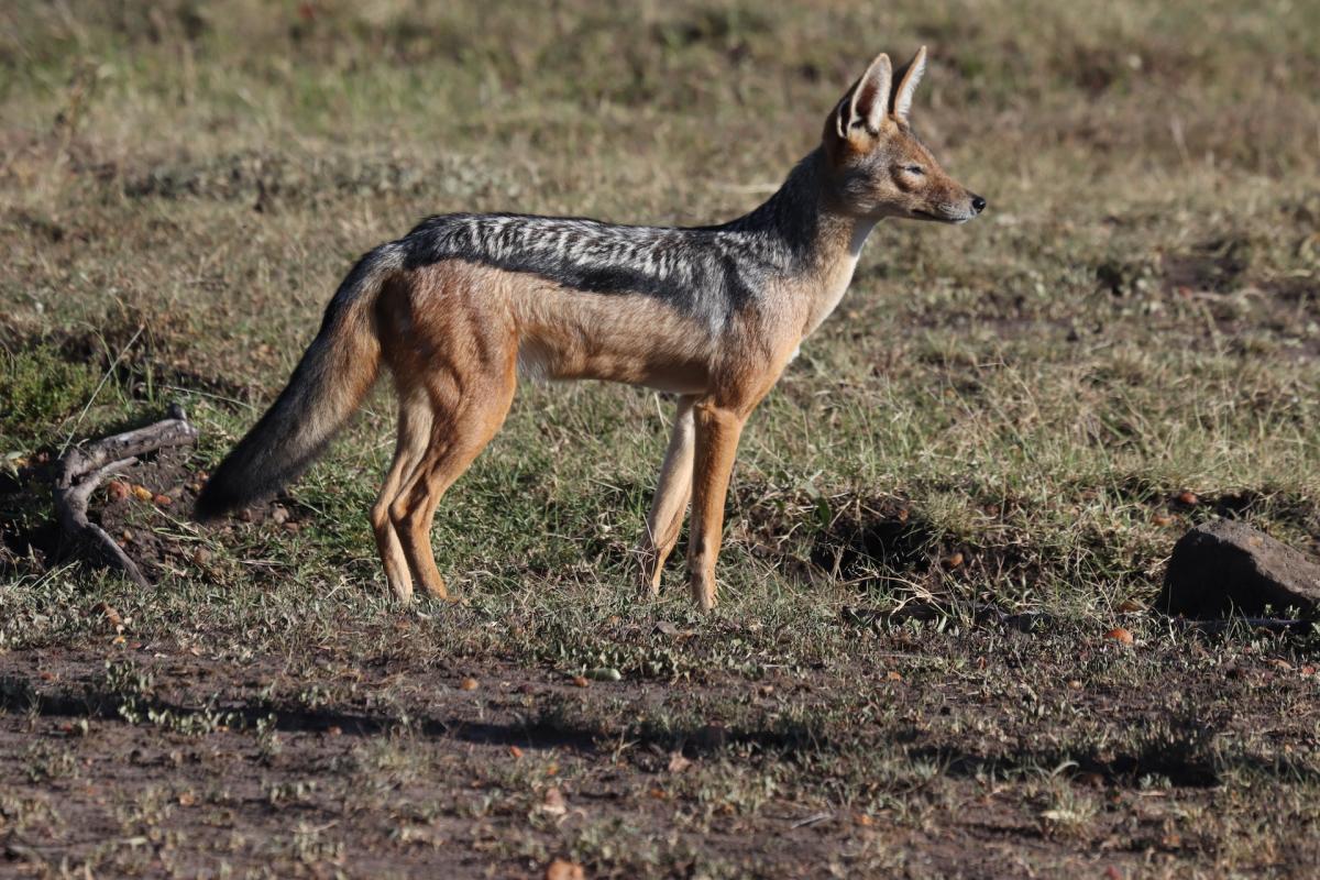 side stripped jackal is one of the algeria animals