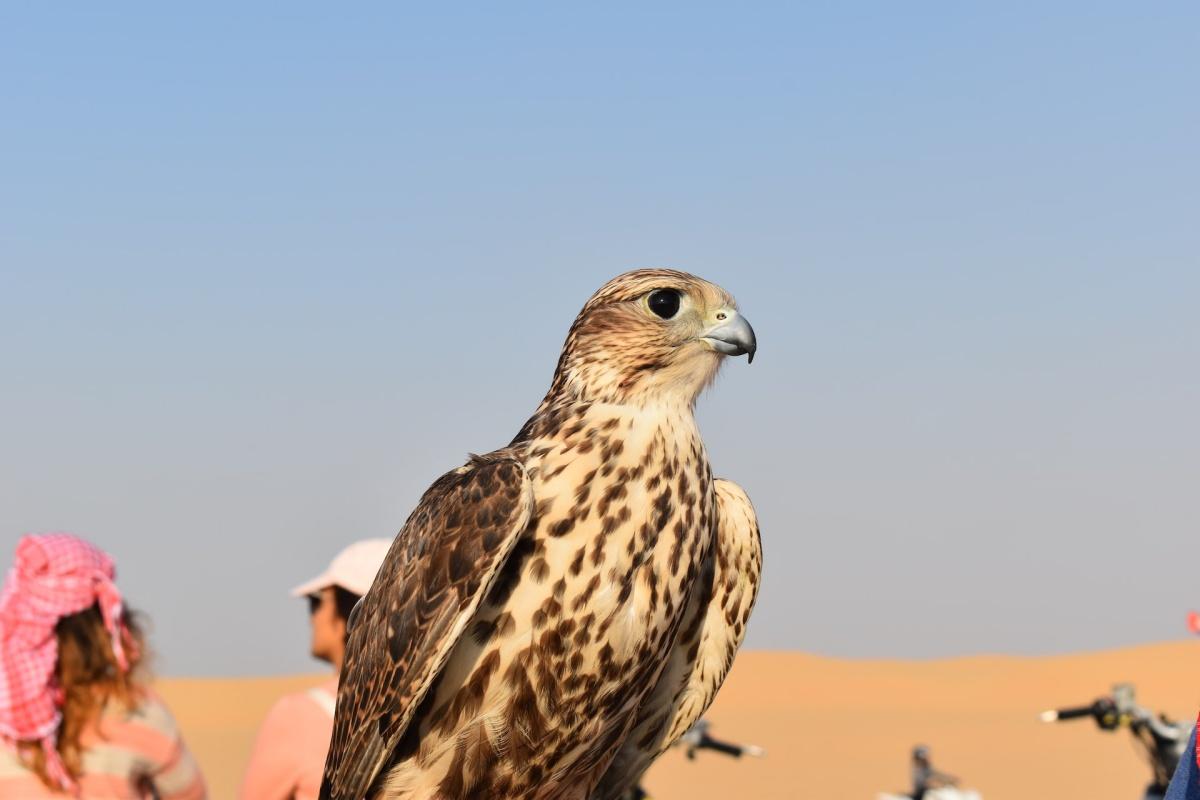 socotra buzzard is one of the animals of yemen