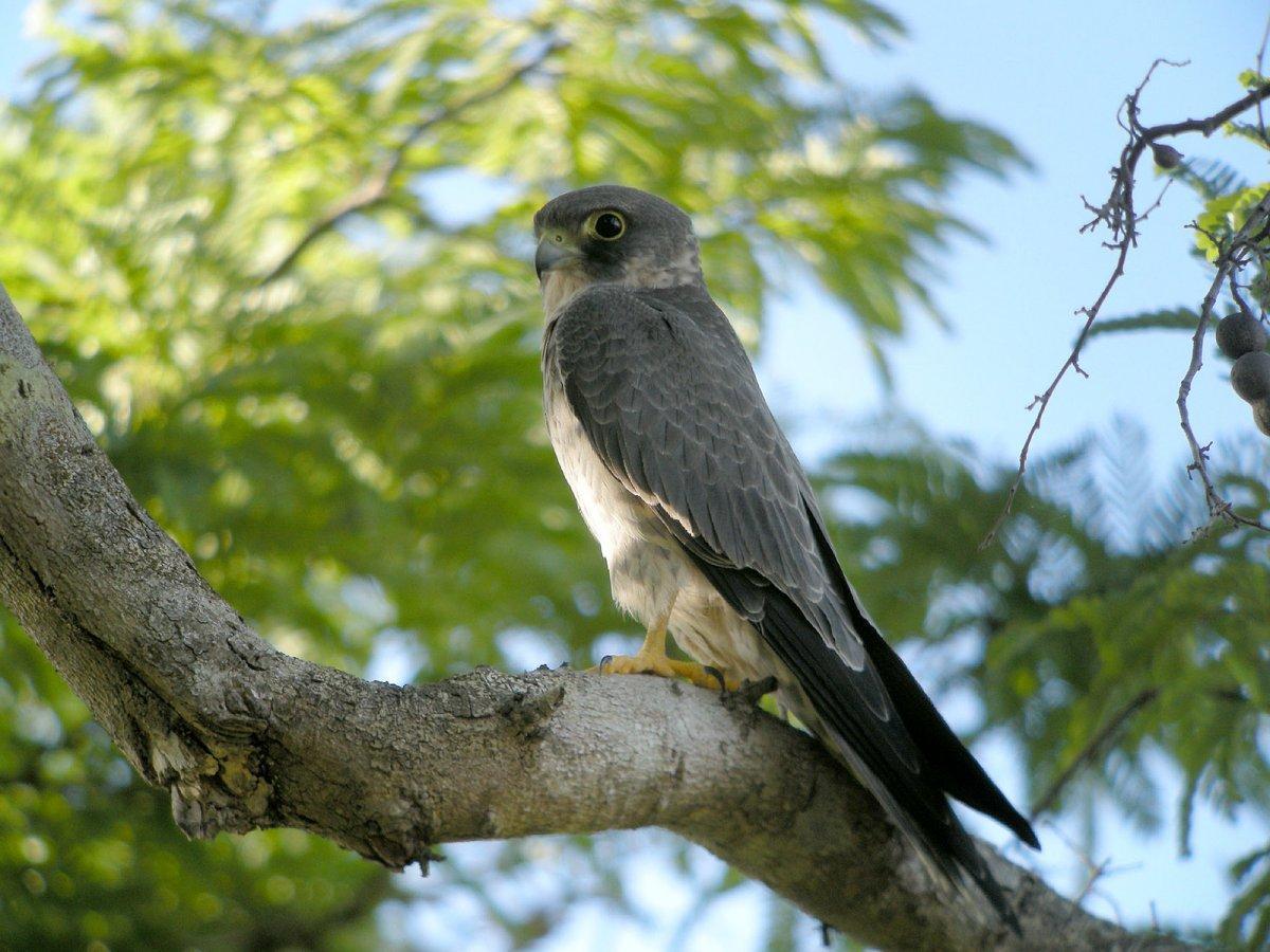 sooty falcon on a tree