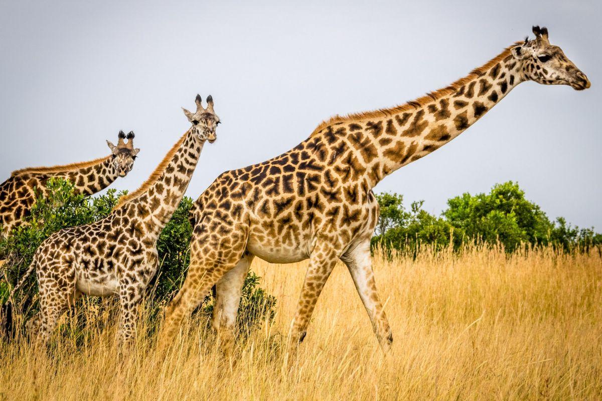 south african giraffe with its baby giraffes