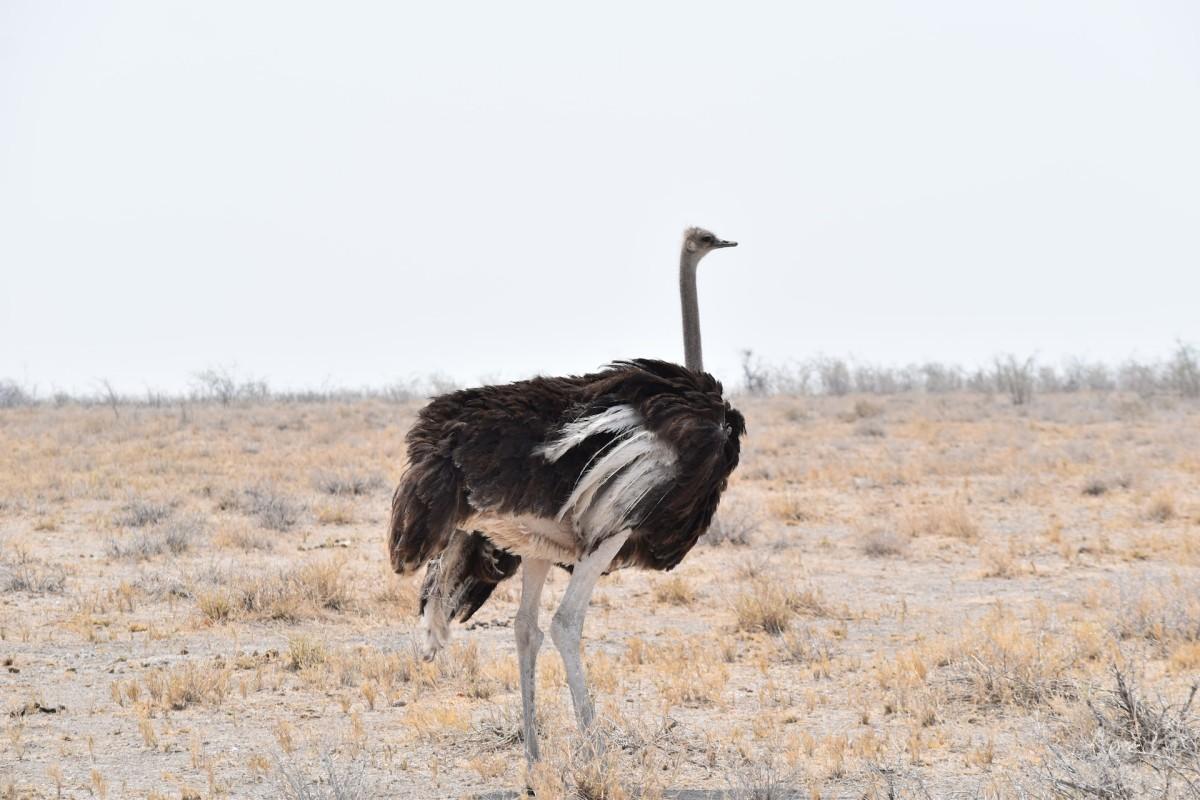 south african ostrich