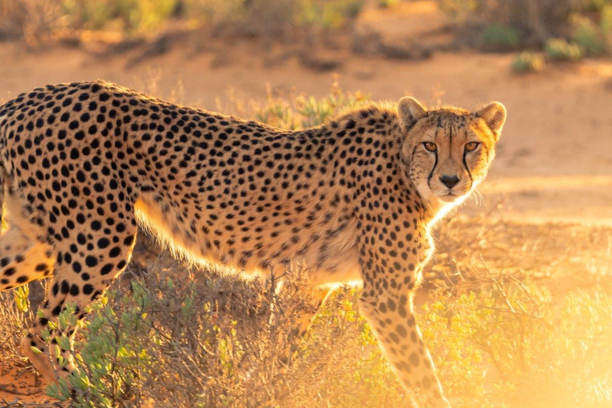 southeast african cheetah