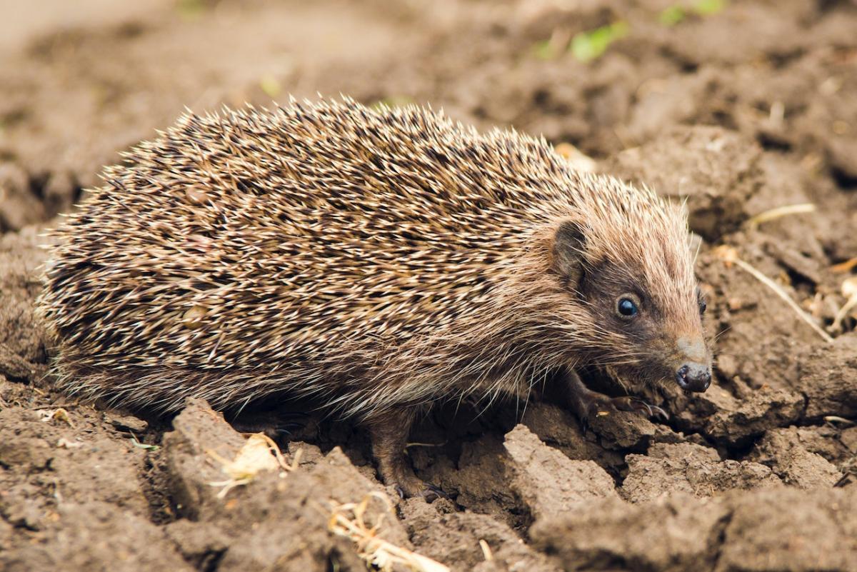 southern african hedgehog is part of the zimbabwe wildlife