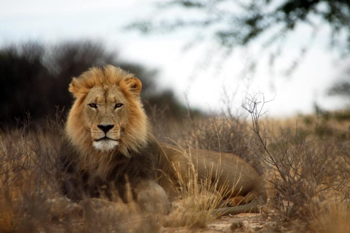 southern african lion is in the endangered species in zambia