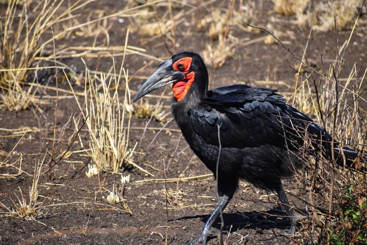 southern ground hornbill is among the animals found in zimbabwe