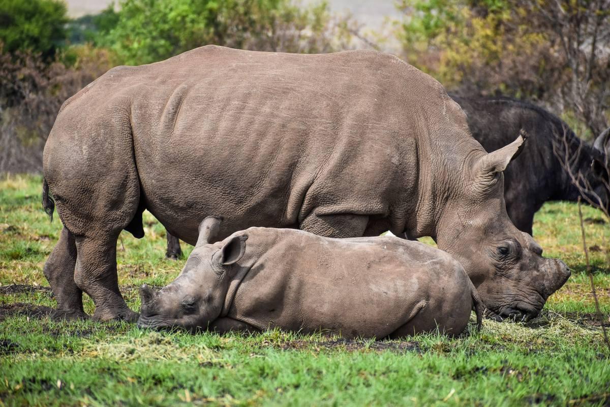 southern white rhinoceros