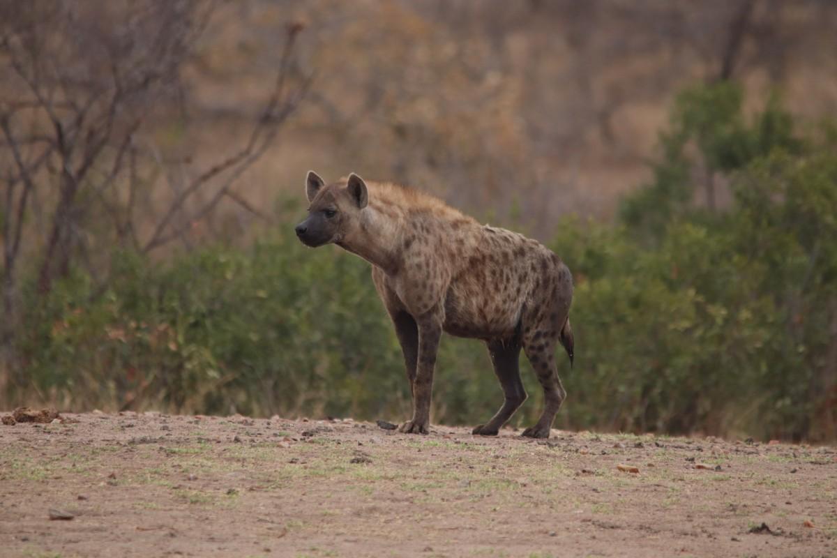 spotted hyena is one of the wild animals found in nigeria