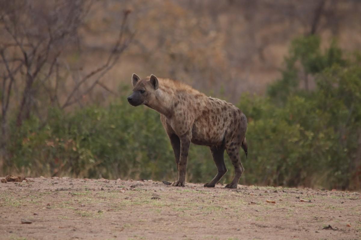 spotted hyena