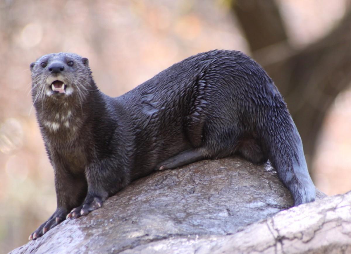 spotted-necked otter is one of the ethiopian native animals