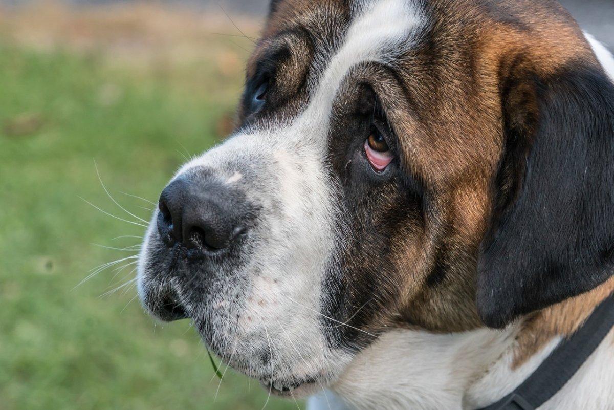 st bernard dog