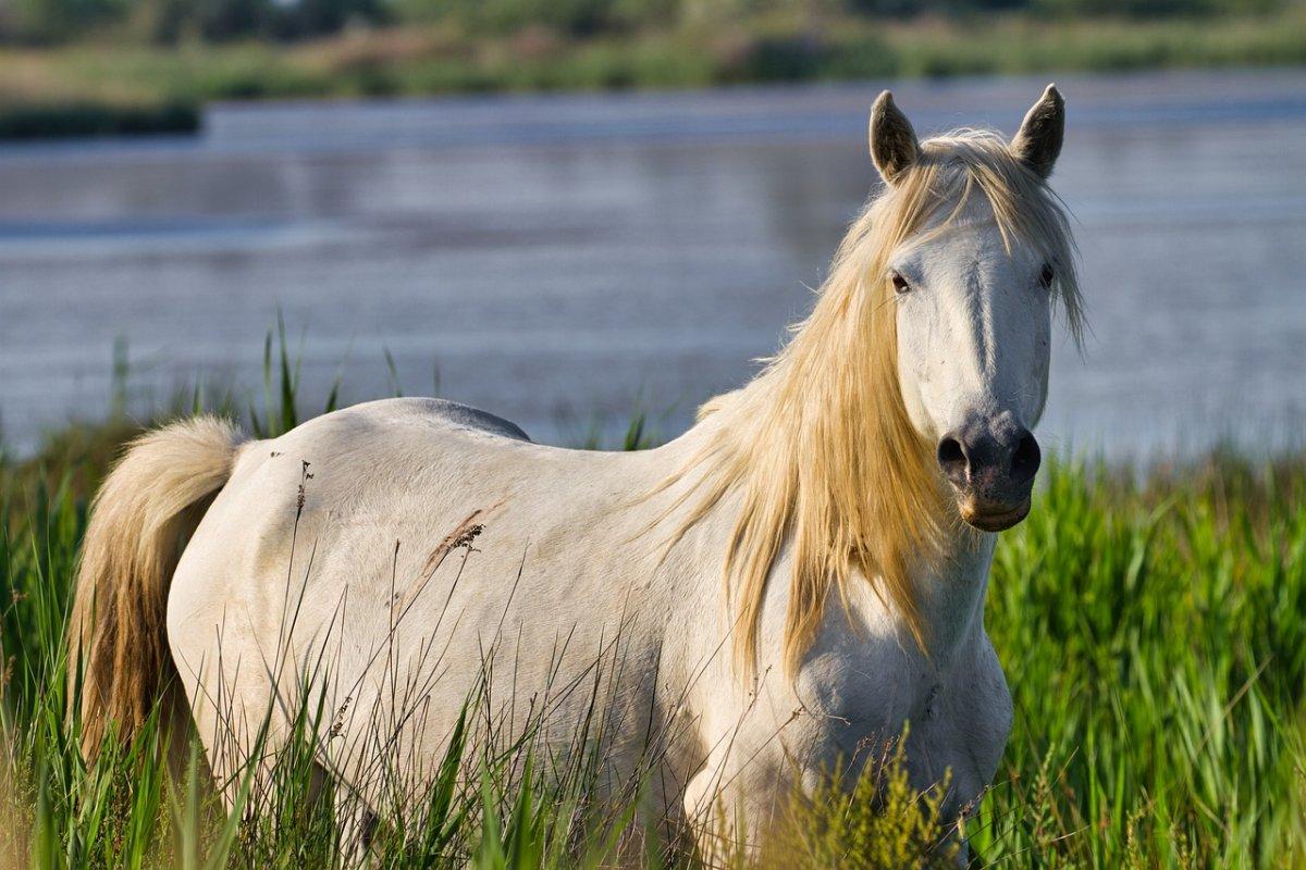stallion is the burkina faso national animal