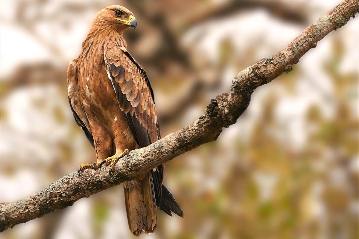 tawny eagle