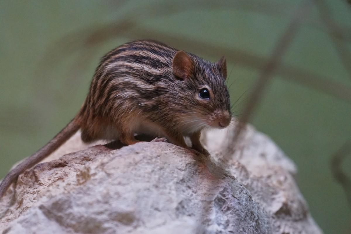 typical striped grass mouse