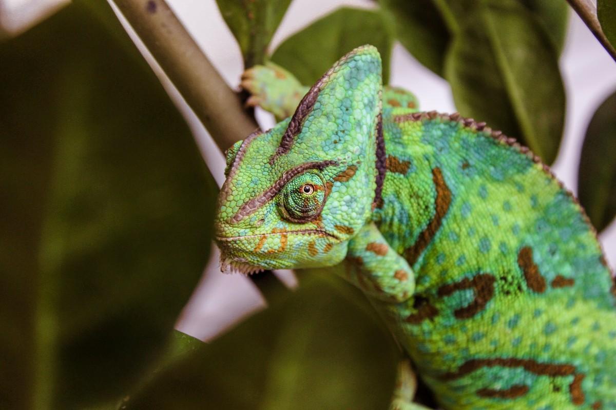 veiled chameleon on a tree