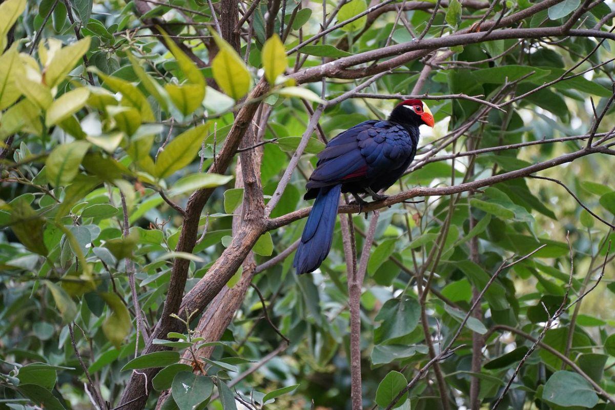 violet turaco is part of the wildlife in mali