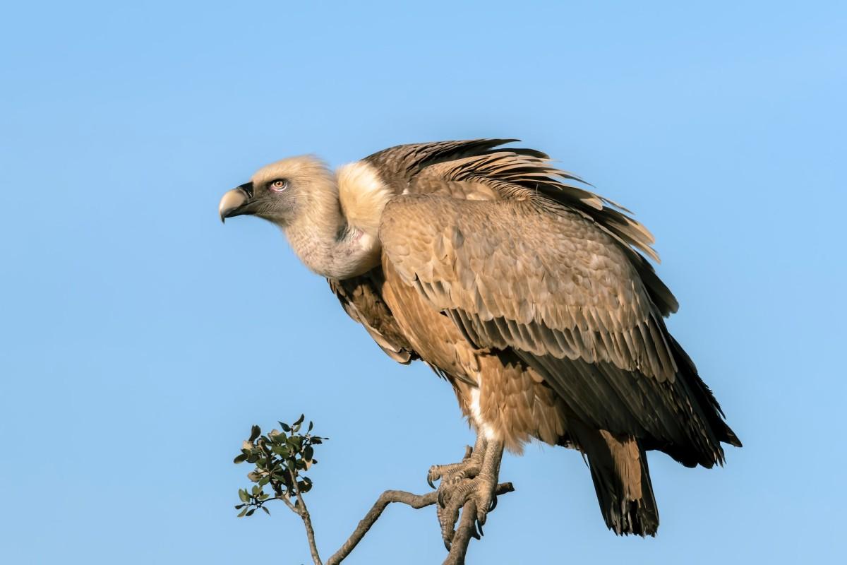 vulture is mali national animal