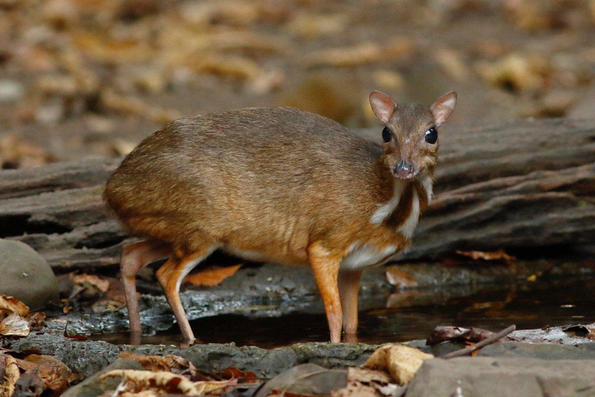 water chevrotain