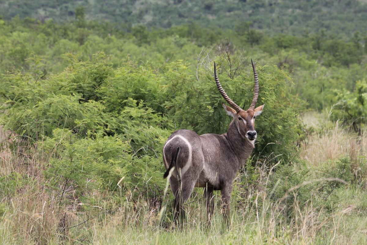 waterbuck is among the animals of mozambique