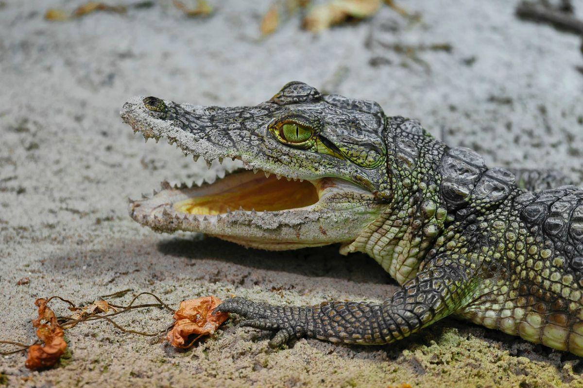 west african crocodile is one of the animals in mauritania