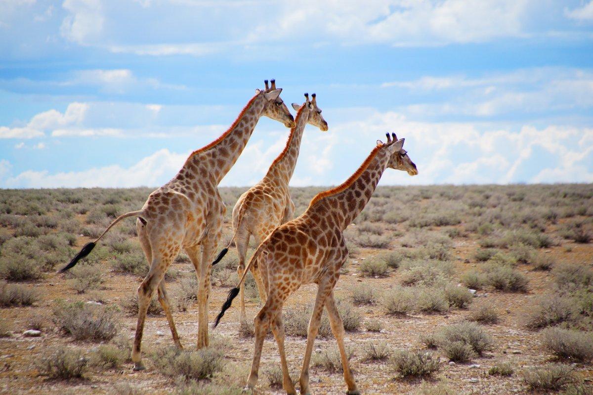 west african giraffe is among the niger river animals